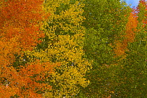 Quaking Aspen (Populus tremuloides) in brilliant fall colors, Grand Teton National Park, Wyoming