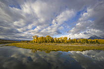 Quaking Aspen (Populus tremuloides) and cumulus clouds above Snake River, Grand Teton National Park, Wyoming