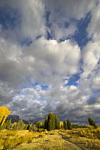 Quaking Aspen (Populus tremuloides) with cumulus clouds, Grand Teton National Park, Wyoming