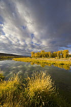 Quaking Aspen (Populus tremuloides) and cumulus clouds above Snake River, Grand Teton National Park, Wyoming