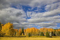 Quaking Aspen (Populus tremuloides) in fall colors in an alpine meadow, Grand Teton National Park, Wyoming