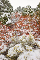 Oak (Quercus sp) leaves and Single-leaf Pinyon Pine (Pinus monophylla) trees in first snow, Great Basin National Park, Nevada
