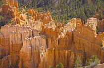 Sandstone hoodoos, Bryce Canyon National Park, Utah