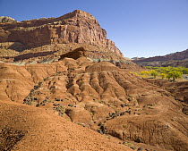 Fluted Wall formation of multi-hued sandstone layers shaped by erosion, Capitol Reef National Park, Utah