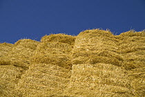 Harvested straw tied in bales, Palouse Hills, Washington