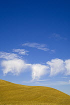 Harvested wheat fields under lofty cumulus clouds with virga, Palouse Hills, Washington