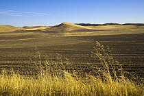 Harvested and freshly ploughed wheat fields, Palouse Hills, Washington