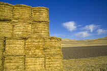 Harvested straw tied in bales under lofty cumulus clouds, Palouse Hills, Washington