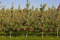 Red apples in orchard before harvest, Washington