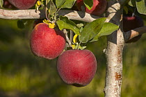 Red apples on tree before harvest, Washington