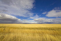 Tall grasses and cumulus clouds, Klamath Basin National Wildlife Refuge Complex, California