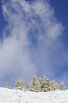 Spruce (Picea sp) trees with strong wind blowing fresh snow above them, Inyo National Forest, California