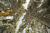 Lodgepole Pine (Pinus contorta) trees, Inyo National Forest, California