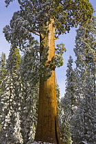 Giant Sequoia (Sequoiadendron giganteum) after first snow, Sequoia National Park, California