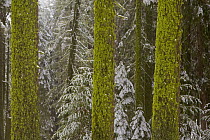 Mossy pine trees after first snow, Sequoia National Park, California