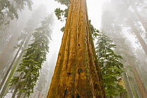 Giant Sequoia (Sequoiadendron giganteum) trees in snow and fog, Sequoia National Park, California