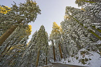 Giant Sequoia (Sequoiadendron giganteum) trees after first snow, Sequoia National Park, California