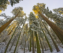 Giant Sequoia (Sequoiadendron giganteum) trees after first snow, Sequoia National Park, California