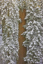 Giant Sequoia (Sequoiadendron giganteum) tree after first snow, Sequoia National Park, California