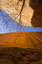 Cottonwood tree branches against sandstone walls, Grand Staircase-Escalante National Monument, Utah
