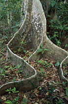 Buttress roots, Havelock Island, Andaman Islands, India