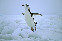 Chinstrap Penguin (Pygoscelis antarctica) hopping over ice, South Sandwich Islands, Antarctica
