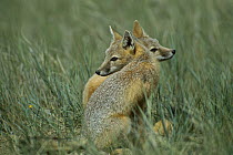 Swift Fox (Vulpes velox) pair in prairie, South Dakota