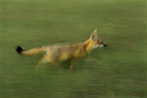 Swift Fox (Vulpes velox) running through prairie, South Dakota