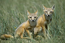Swift Fox (Vulpes velox) pair in prairie, South Dakota