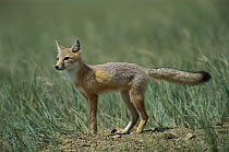 Swift Fox (Vulpes velox) alert in prairie, South Dakota
