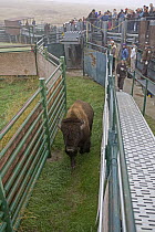 American Bison (Bison bison) in paddock at annual roundup, National Bison Range, Montana
