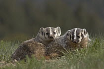 American Badger (Taxidea taxus) juveniles, western Montana