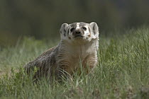 American Badger (Taxidea taxus) smelling the air, western Montana