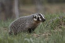 American Badger (Taxidea taxus) young, western Montana