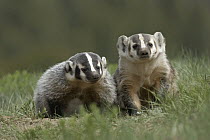 American Badger (Taxidea taxus) mother at right with young, western Montana