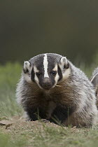 American Badger (Taxidea taxus) young, western Montana