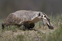American Badger (Taxidea taxus) bringing Uinta Ground Squirrel (Spermophilus armatus) back to den, western Montana