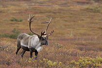 Caribou (Rangifer tarandus) bull on tundra, central Alaska