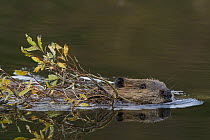 American Beaver (Castor canadensis) swimming with willow branch in mouth, western Montana