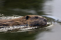 American Beaver (Castor canadensis) swimming with branch in mouth, western Montana