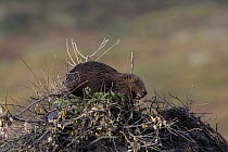 American Beaver (Castor canadensis) on top of lodge, western Montana