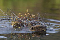 American Beaver (Castor canadensis) swimming with willow branch, western Montana