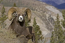 Bighorn Sheep (Ovis canadensis) ram, western Alberta, Canada