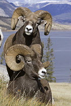 Bighorn Sheep (Ovis canadensis) rams, western Alberta, Canada