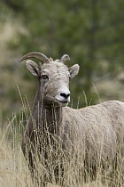 Bighorn Sheep (Ovis canadensis) ewe, western Montana