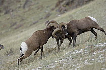 Bighorn Sheep (Ovis canadensis) rams butting heads, western Montana