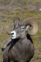 Bighorn Sheep (Ovis canadensis) ram, western Alberta, Canada