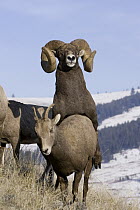 Bighorn Sheep (Ovis canadensis) ram and ewe mating, western Montana