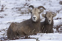 Bighorn Sheep (Ovis canadensis) ewe and lamb, western Alberta, Canada