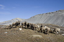 Bighorn Sheep (Ovis canadensis) rams, western Alberta, Canada